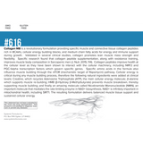 Systemic Formulas Collagen MB #616 Collagen Muscle Builder